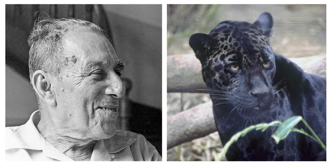 Czarny Jaguar. Historia chłopca, który wrócił z dżungli z wiedzą życia