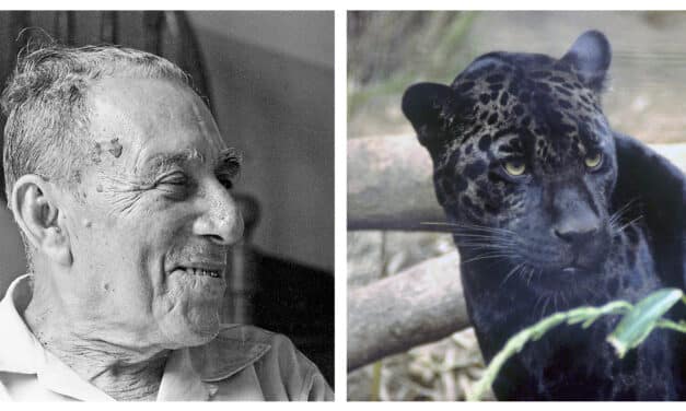 Czarny Jaguar. Historia chłopca, który wrócił z dżungli z wiedzą życia